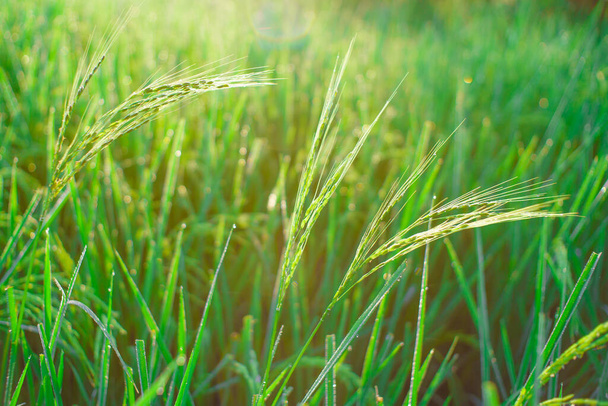 Боке из росы падает на кусок риса на поле утром.. - Фото, изображение