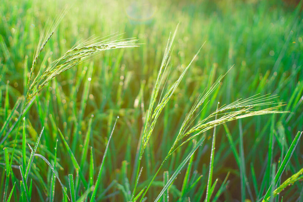 Bokeh von Tautropfen auf einem Reiskorn in einem Feld am Morgen. Weicher Fokus. - Foto, Bild