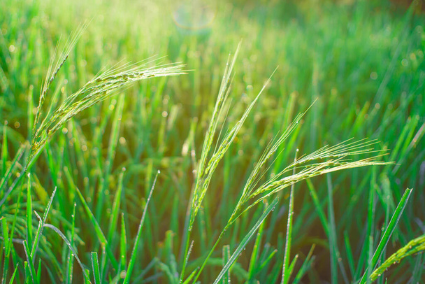 Bokeh di rugiada cade su un chicco di riso in un campo la mattina.. - Foto, immagini
