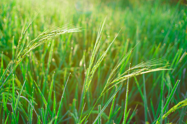 Sabahleyin tarlada bir pirinç tanesine çiy damlası düşer. Yumuşak odaklanma.. - Fotoğraf, Görsel