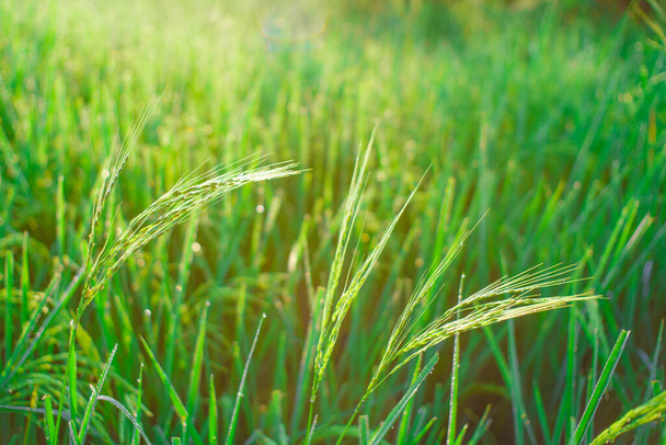 Боке из росы падает на кусок риса на поле утром.. - Фото, изображение