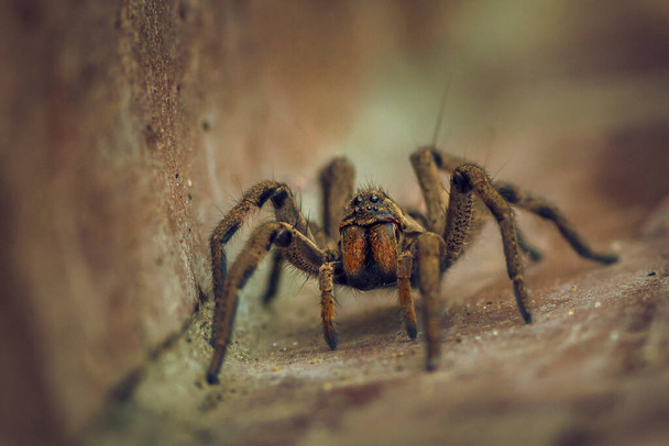 spider standing on the floor, close up. Macro photography. Wolf spider. Lycosa erythrognatha  - Photo, Image