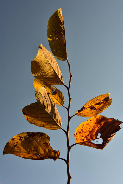 Una rama solista de mopanie amarilla del otoño sale contra un cielo azul - Foto, Imagen