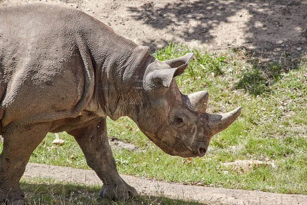 Rhinocéros noir de profil, mâle avec les deux cornes typiques dans une prairie - Photo, image