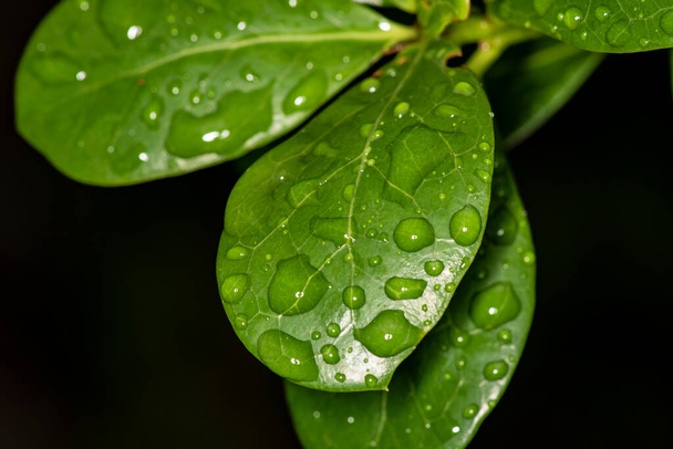 Макросъемка зеленых листьев и цветов с капельками дождя - Фото, изображение