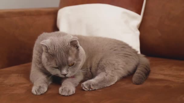 Gatto grigio è seduto sul divano e zampe di lavaggio - Filmati, video