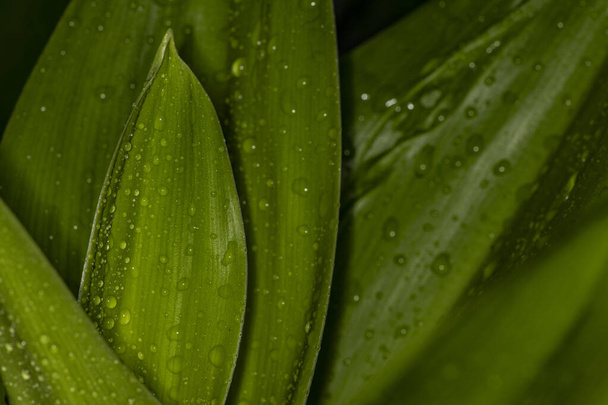 macro shooting of green leaves with raindrops  - Фото, изображение