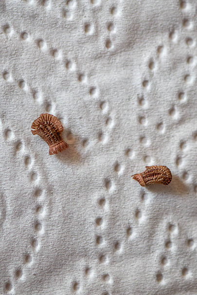 twee bruine eieren voor nakomelingen van een lopend blad, Latin Phyllium Phylliidae, op een wit papier - Foto, afbeelding