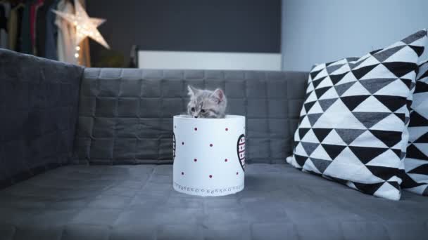 Nettes Katzenkind von grauer Farbe Scottish Straight Rasse in Form von Geschenk in Box mit Herz zu Hause. Tabby Kätzchen spielt mit einer Geschenkverpackung auf der Couch. Junges Haustier bestes Geschenk. Geschenk zum Valentinstag - Filmmaterial, Video