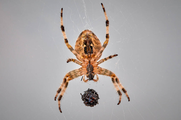Netz einer europäischen Gartenkreuzspinne, Araneus diadematus, mit Beute im Spinnennetz - Foto, Bild