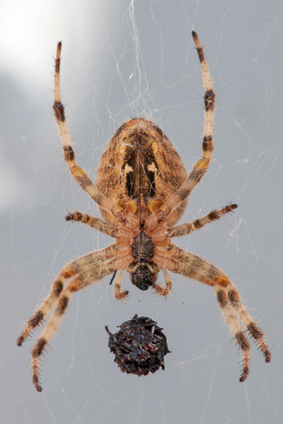 Ευθεία εικόνα μιας ευρωπαϊκής αράχνης σταυρού κήπου, του Araneus diadematus, με θήραμα τυλιγμένο στον ιστό της αράχνης του κυνηγού - Φωτογραφία, εικόνα