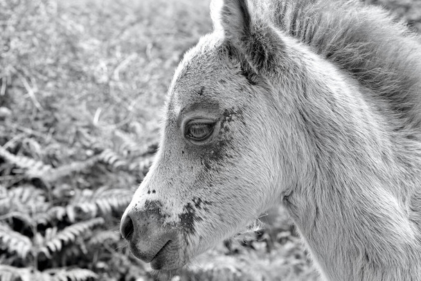 A cute and curious foal is content to be photographed near his mother. Ponies roam the moorland of the Gower Peninsula in Wales grazing on rich grass and enjoy freedom to explore vast areas of land.  - Photo, Image