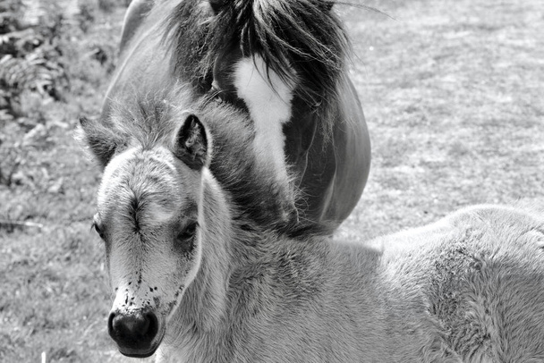 Лошадь и её жеребенок бродят по болотам полуострова Говер в Южном Уэльсе, пасусь на богатой траве. Эти пони и лошади наслаждаются свободой исследовать обширные участки земли.  - Фото, изображение