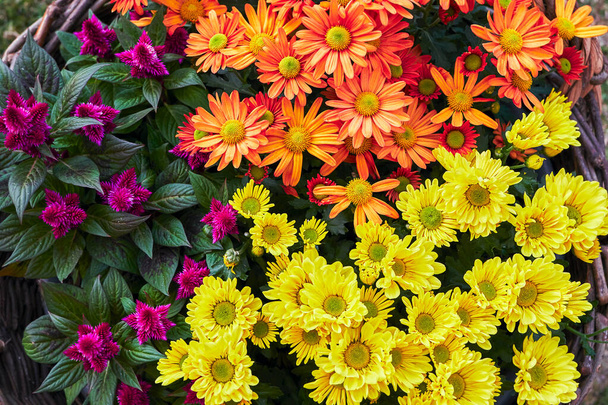 Mer de fleurs dans un panier en osier avec celosie pourpre en fleurs, gerbara orange et chrysanthèmes jaunes, comme un tapis coloré - Photo, image