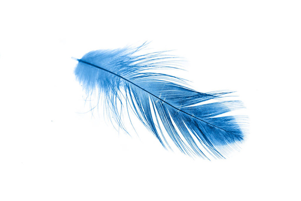 uma pena azul sobre um fundo branco isolado - Foto, Imagem