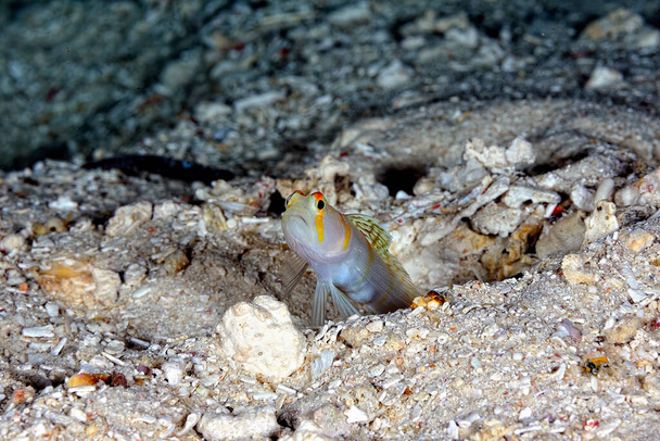 A picture of a sailfin shrimp goby in the sand - Photo, Image