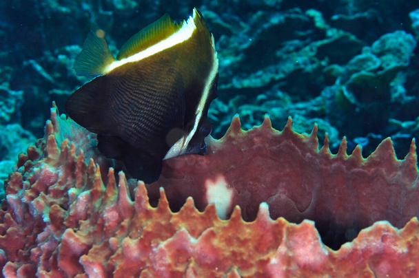 A picture of a beautiful humphead bannerfish in a sponge - Photo, Image