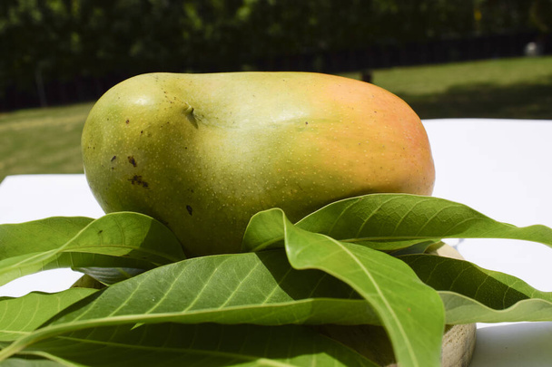 Köstliche Kesar Mango-Sorte aus Teilen Gujarats und Maharastras. Gir Wald berühmte Arten von König der Früchte Mangos genannt Kesar keri Mango mit Mangoblättern auf Outdoor-Hintergrund. - Foto, Bild