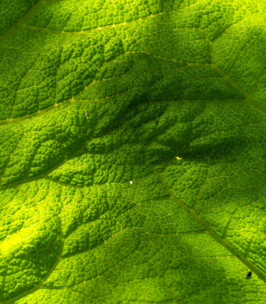 Зеленые листья хлеба крупным планом - Фото, изображение