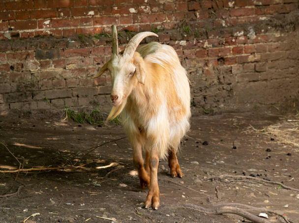 Доросла коза в зоопарку
 - Фото, зображення