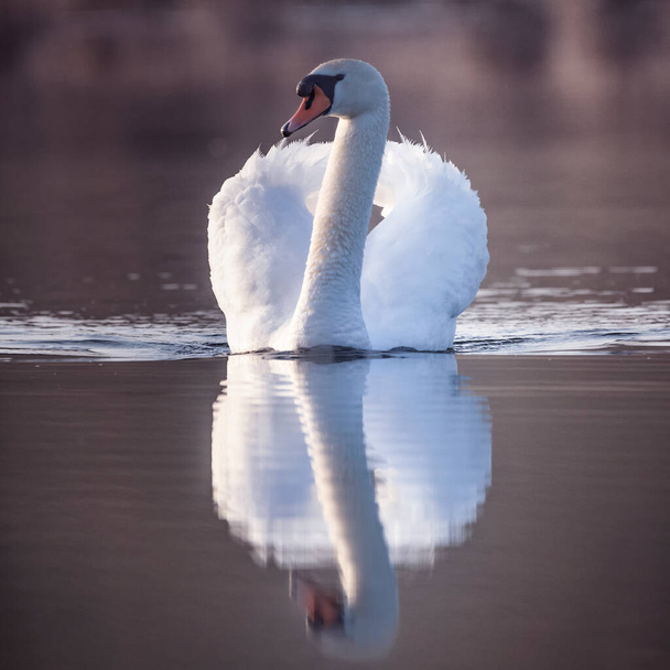 Großer weißer Schwan im Wasser. Die Silhouette eines Vogels spiegelt die flache Oberfläche des Sees wider. - Foto, Bild