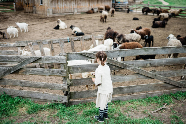 Little girl feeding goats on the farm. - Foto, imagen