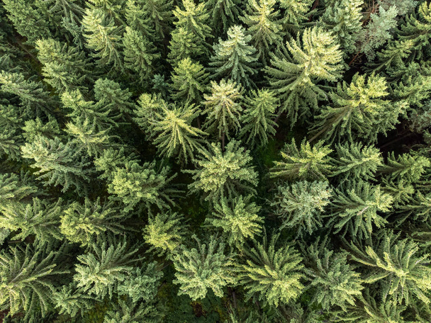 Bird's-eye view of trees from above - Photo, Image