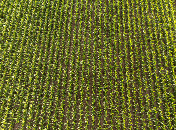 повітряний вид на кукурудзяне поле
 - Фото, зображення