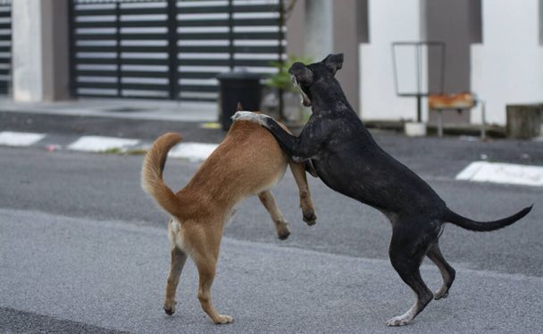 everyday activities of stray dogs on the street. - Photo, Image