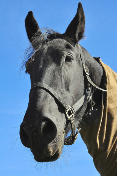 A Fekete ló hasznosítani közelről - Fotó, kép
