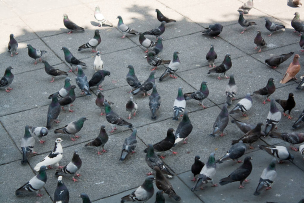 Varias palomas en el suelo caminando hacia diferentes direcciones cruzando entre si - Fotoğraf, Görsel