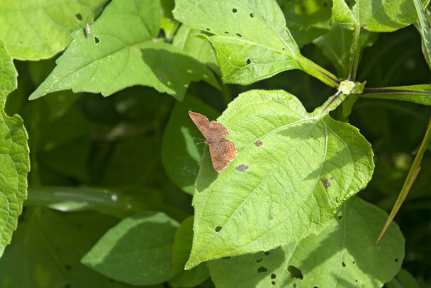 Mariposa color ambar parada sobre una hoja grande color verde con manchitas negras - Photo, image