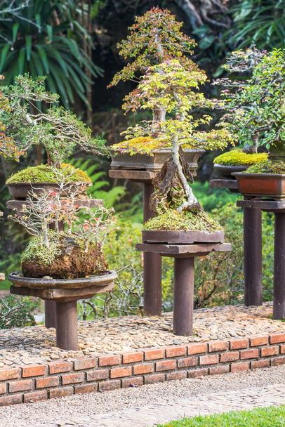 pin en pot pour décoration de jardin, aménagement paysager de jardin beaut - Photo, image