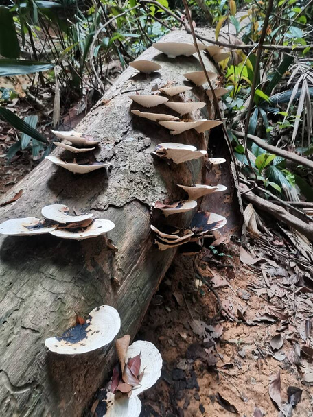 熱帯雨林で死んだ倒木の幹のキノコ。真菌種は最近伐採されたまたは落下したログで成長します。木材、熱帯林やジャングルの中の腐葉土 - 写真・画像