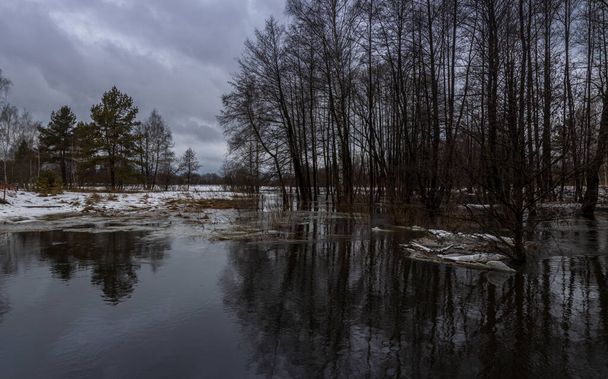 Springtime, river in flood. flooded grass. last year's grass in the water. water ice and snow. - Foto, Imagen