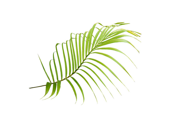 feuille de palmier vert sur fond blanc - Photo, image