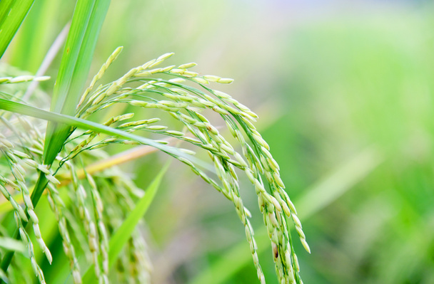 Gros plan des haricots de riz dans la rizière - Photo, image