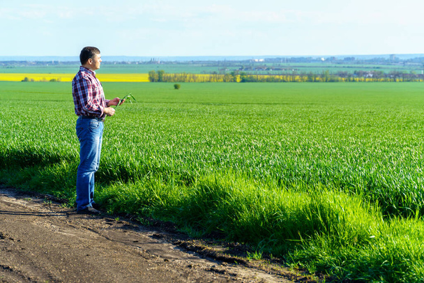 a man as a farmer walking along the field, dressed in a plaid shirt and jeans, checks and inspects young sprouts crops of wheat, barley or rye, or other cereals, a concept of agriculture and agronomy - Photo, Image