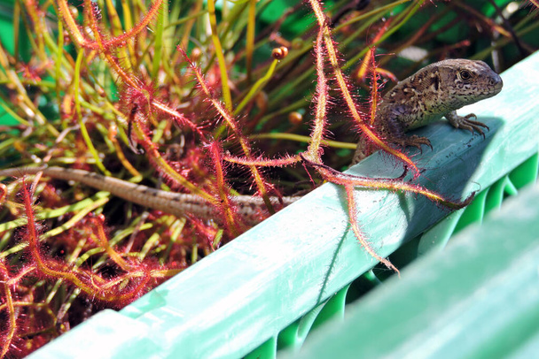 A portrait of a wild sand lizard basking in the Sun between forked sundew leaves inside a plastic green crate - Photo, Image