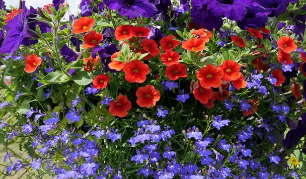 Яркая яркая летняя выставка цветов, включая красные и фиолетовые петунии и лобелию - Фото, изображение