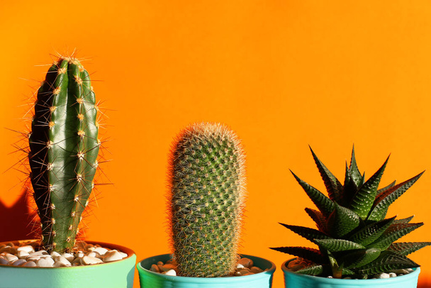 kaktuszok és haworthia narancssárga alapon. minimalizmus és élénk színkombinációk. Virágok a belső térben - Fotó, kép