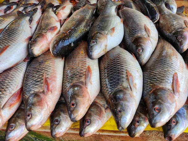 Frissen betakarított rohu ponty hal sorba rendezve eladásra az indiai halpiacon - Fotó, kép