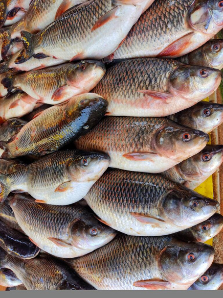 Hiljattain korjattu rohu-karppikala, joka on järjestetty riviin myytäväksi Intian kalamarkkinoilla - Valokuva, kuva