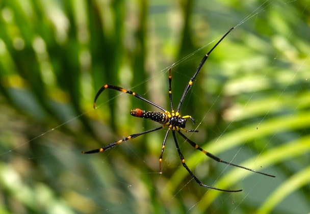Μακριά πόδια κίτρινη και μαύρη αράχνη στο δίχτυ, επιλεγμένη εστίαση - Φωτογραφία, εικόνα