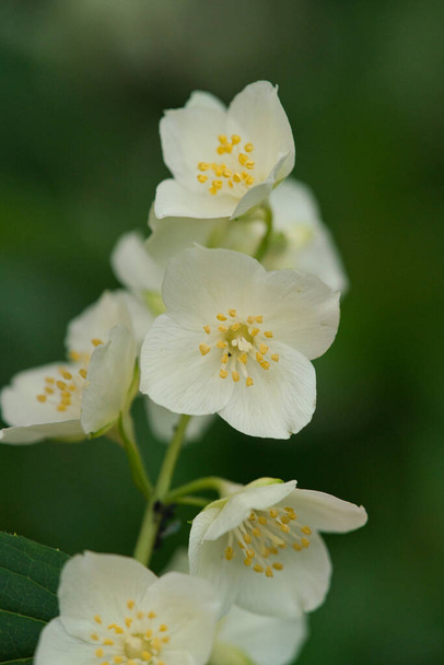 Witte bloemen van Philadelphus. Philadelphus is sierbloeiende struiken in de tuin. Sweet Mock-oranje geurige bloemen, selectieve focus, wazig achtergrond met mooie bokeh. - Foto, afbeelding
