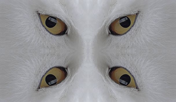 Modèle de Kaléidoscope du portrait de hibou polaire - Photo, image
