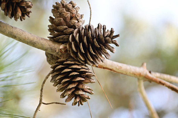A bunch of cones on a dry pine branch against a light blue sky - Photo, image