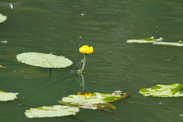 Стрекоза сидит на желтой водяной лилии в теплый солнечный летний день - Фото, изображение