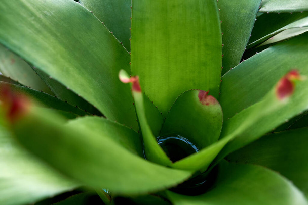 Multi-colored shoots of neoregelia in tropical thickets - Fotografie, Obrázek
