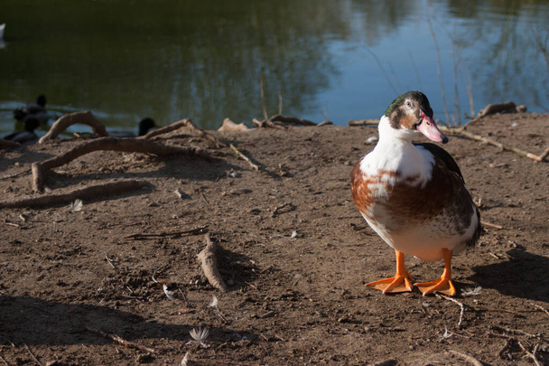 pato haciendo de modelo en lago - Photo, Image